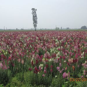 Meet your Posher, Ravi